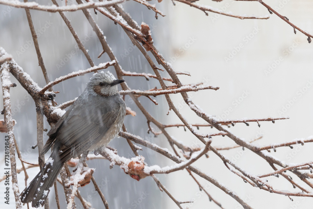 雪の降る中で枝に止まるヒヨドリ 雪の降る中で枝に止まるヒヨドリ