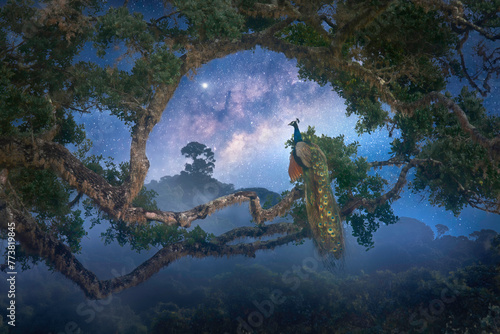 Beautiful night landscape of jungle with peacock sitting on tree branch looking at starry sky