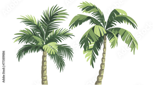 Two tropical green palm trees with leaves. Exotic palm