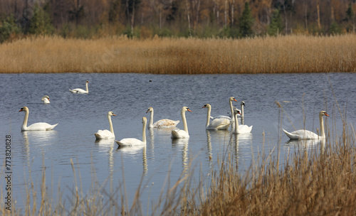 wild white swans on lake © Pavlo Klymenko