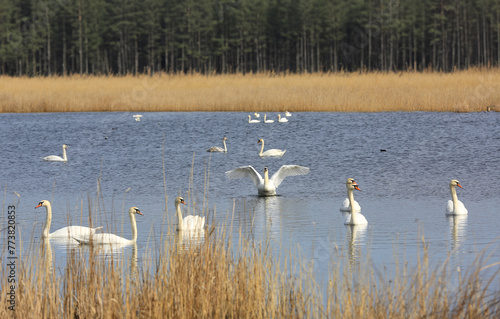 white swans on lake in forest © Pavlo Klymenko