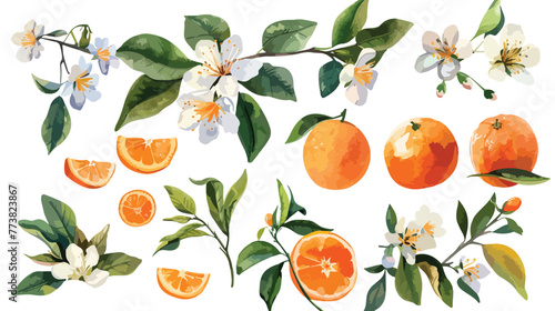 Watercolor set consists - fruit of the orange its flow