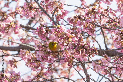 満開の河津桜の蜜を吸いにきたメジロ photo