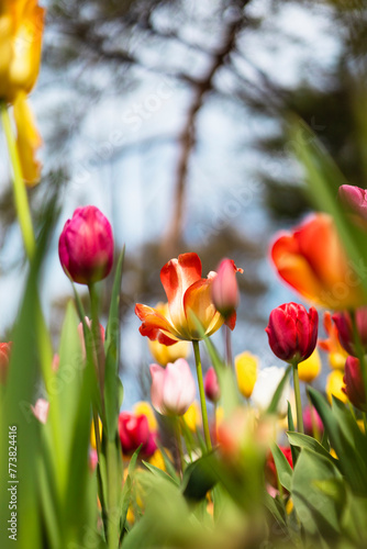 春の日差しを浴びるチューリップ