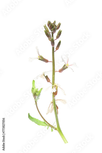 arugula flowers and leaves isolated on a white background
