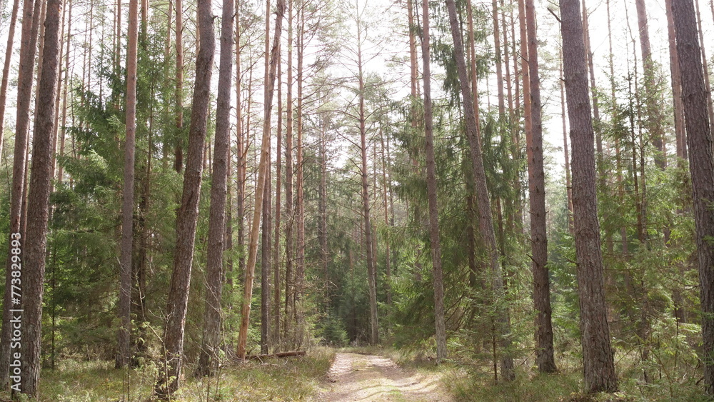 Fototapeta premium Forest road in a spruce forest in summer