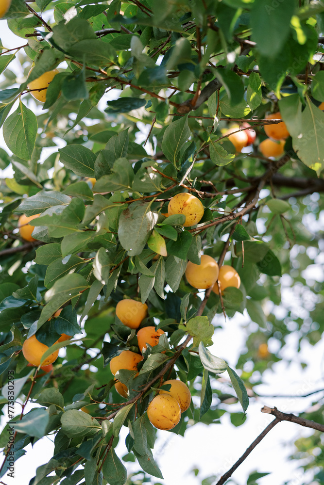 Yellow persimmons hang on the branches of a green tree in the garden