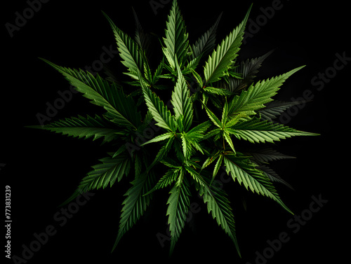 Top view of green cannabis marijuana leaves on dark background 