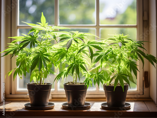Three cannabis marijuana plants growing in a pot on window sill at home  © TatjanaMeininger