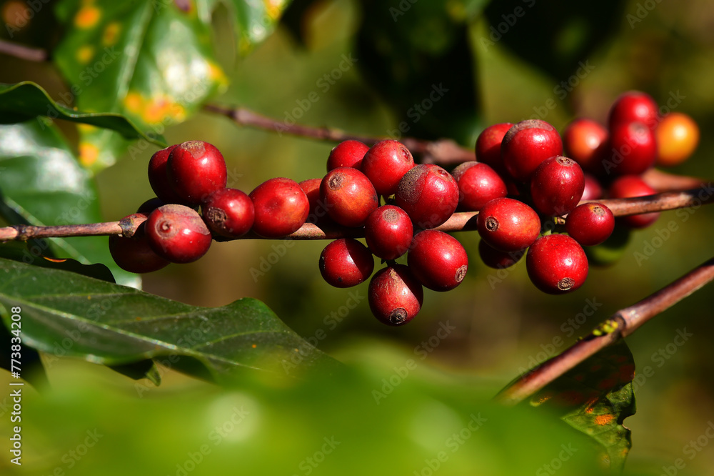 Coffee beans ripening on a tree Coffee beans ripening on a tree