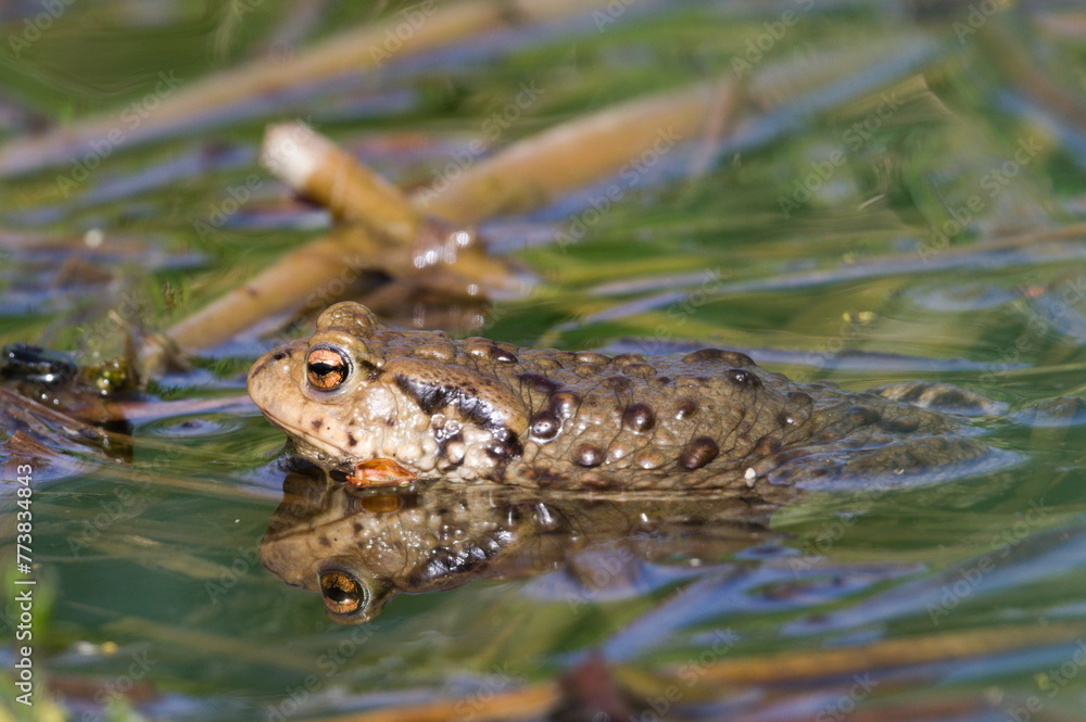 Fototapeta premium Common toad Bufo bufo on the surface of the pond.