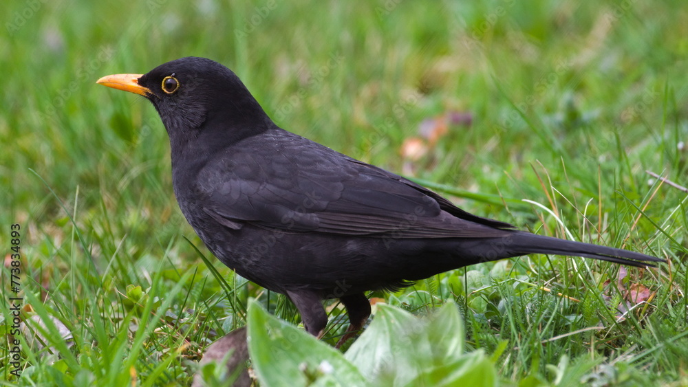 Eurasian blackbird aka The common blackbird or Turdus merula infested by ticks close to eye. Eurasian blackbird aka The common blackbird or Turdus merula infested by ticks close to eye.