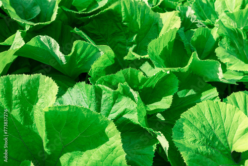 Canvastavla Lush green leaves fill the frame with their vibrant texture, creating a fresh an