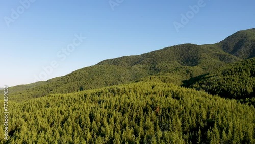 Aerial view of green forest and blue sky. Drone flies forward above the trees.