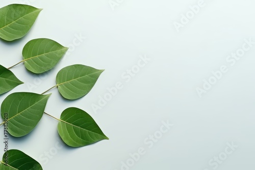 Green leaves on light blue background, top view flat lay design with copy space for text