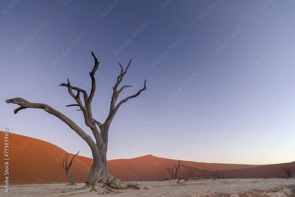 Picture of a dead tree in the Deadvlei in the Namib Desert in the soft evening light without people