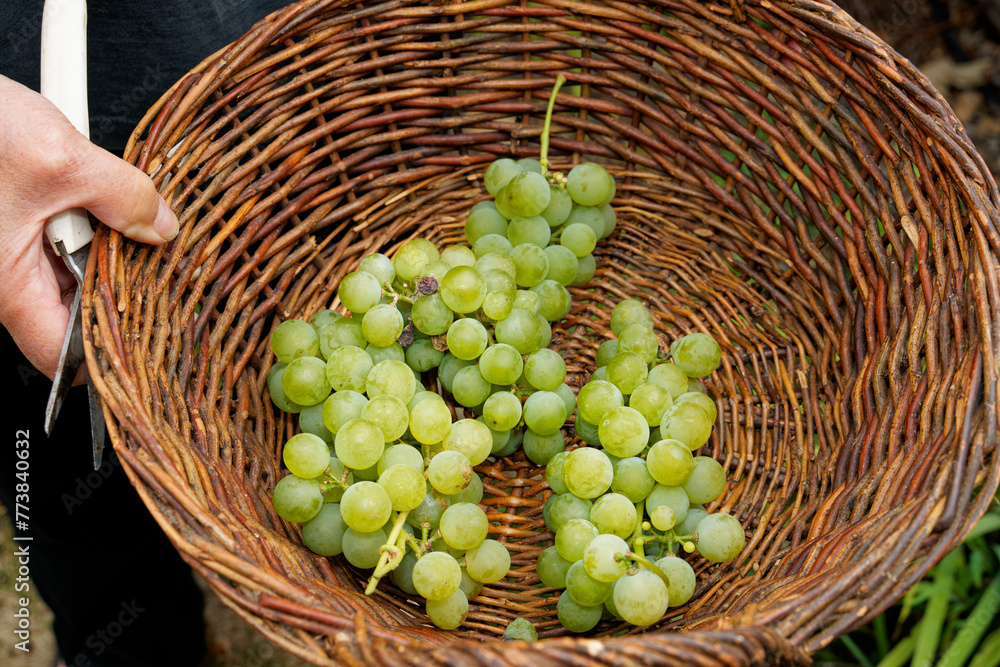 Grape harvest, close up of picked grapes in a wicker basket Grape harvest, close up of picked grapes in a wicker basket