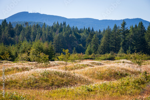 The Grassy Mounds at Mima Mounds Natural Area Preserve, Nature preserve in Washington State photo