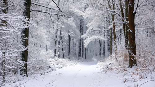 Snow-laden trees form a captivating arch over a secluded forest path in a tranquil winter setting. © burntime555