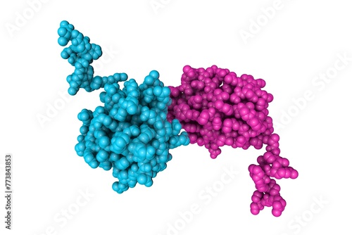 Structure of human sonic hedgehog N-terminal domain. Space-filling molecular model with differently colored protein chains based on protein data bank entry 3m1n. 3d illustration