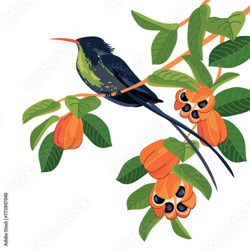 Rufous-billed Streamer-tailed Hummingbird (Trochilus polytmus) in front of a white background. National bird of Jamaica in flat style. A small bird sits on a branch. Vector illustration. Cartoon photo