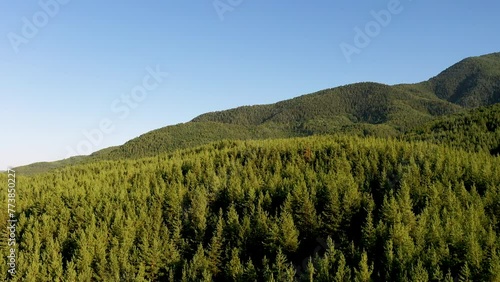 Aerial view of green forest and blue sky. Drone flies forward above the trees.