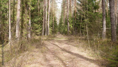 Forest road in a spruce forest in summer