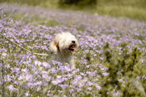 Dog walks in park in clearing among wild flowers and grass. Natural background with cute white dog puppy sitting on a summer Sunny meadow surrounded by flowers.