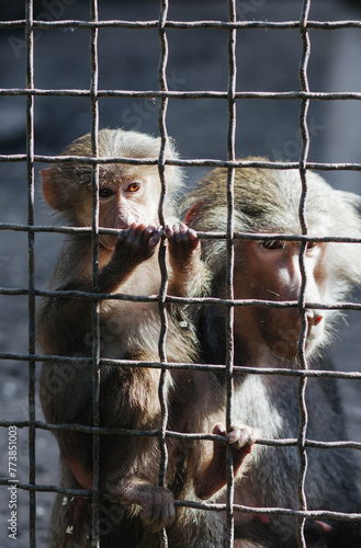 Monkeys behind bars in the zoo. © Nataliia Hrihel