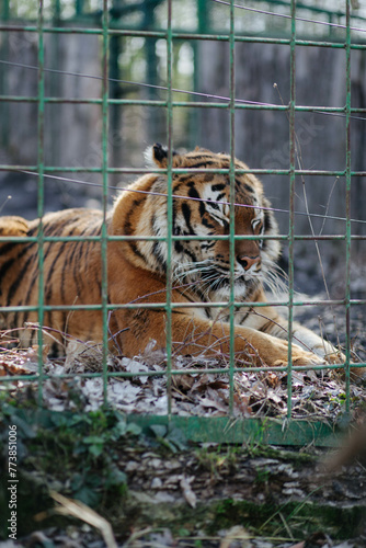 A tiger in an enclosure in a zoo. photo