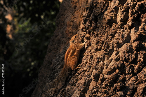 A beautiful squirrel frolicking on a tree