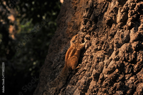 A beautiful squirrel frolicking on a tree