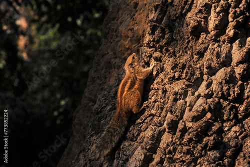 squirrel on the tree