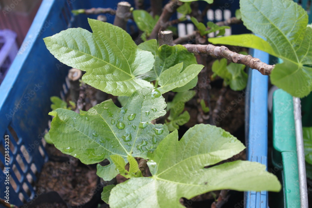 Reproduce fig tree by cutting. fig tree with root Cutting of plants and