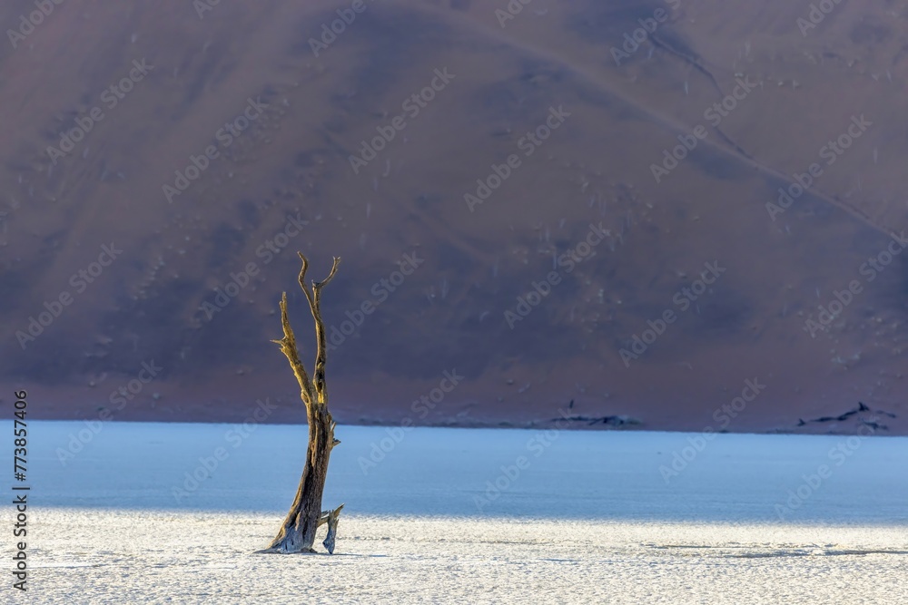 Picture of a dead tree in the Deadvlei salt pan in the Namib Desert in front of red sand dunes in the morning light
