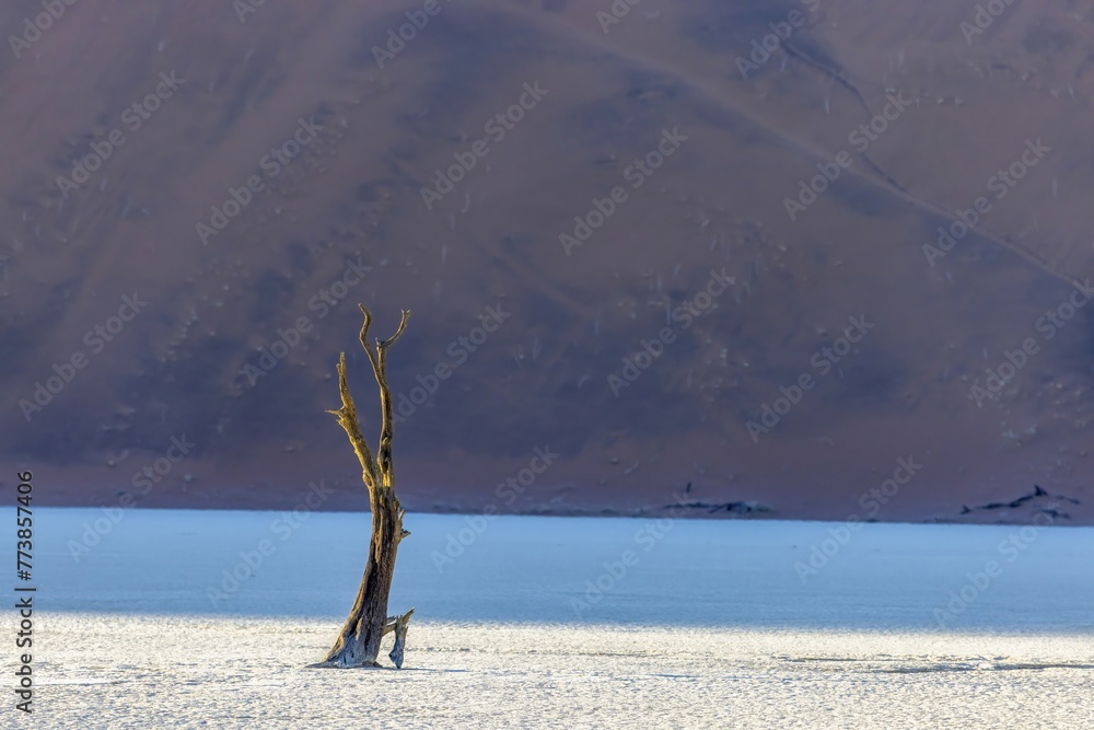 Picture of a dead tree in the Deadvlei salt pan in the Namib Desert in front of red sand dunes in the morning light Picture of a dead tree in the Deadvlei salt pan in the Namib Desert in front of red sand dunes in the morning light