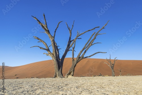 Picture of a dead tree in the Deadvlei salt pan in the Namib Desert in front of red sand dunes in the morning light © Aquarius