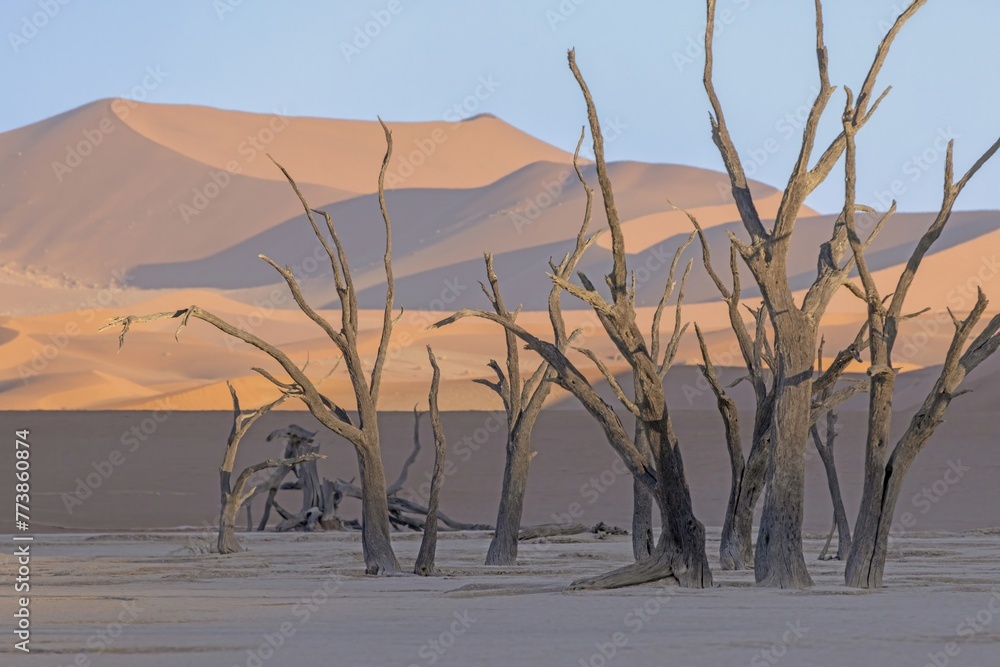 Picture of a dead tree in the Deadvlei salt pan in the Namib Desert in front of red sand dunes in the morning light Picture of a dead tree in the Deadvlei salt pan in the Namib Desert in front of red sand dunes in the morning light