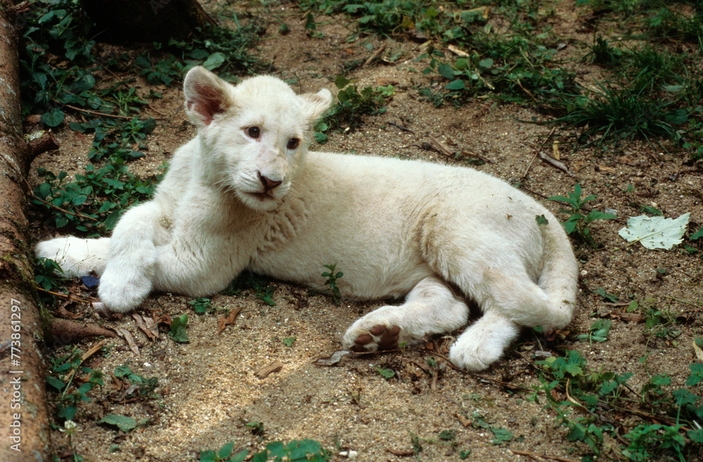 Lion, jeune, blanc, Panthera leo Lion, jeune, blanc, Panthera leo