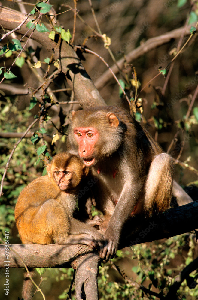 Singe, macaque rhesus, femelle et jeune, Macaca mulatta, Inde Singe, macaque rhesus, femelle et jeune, Macaca mulatta, Inde