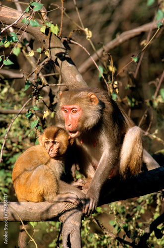 Singe  macaque rhesus  femelle et jeune  Macaca mulatta  Inde