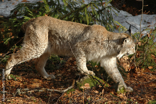Lynx boréal, Lynx lynx © JAG IMAGES
