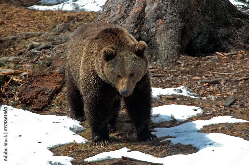 Fototapeta premium ours brun, ursus arctos