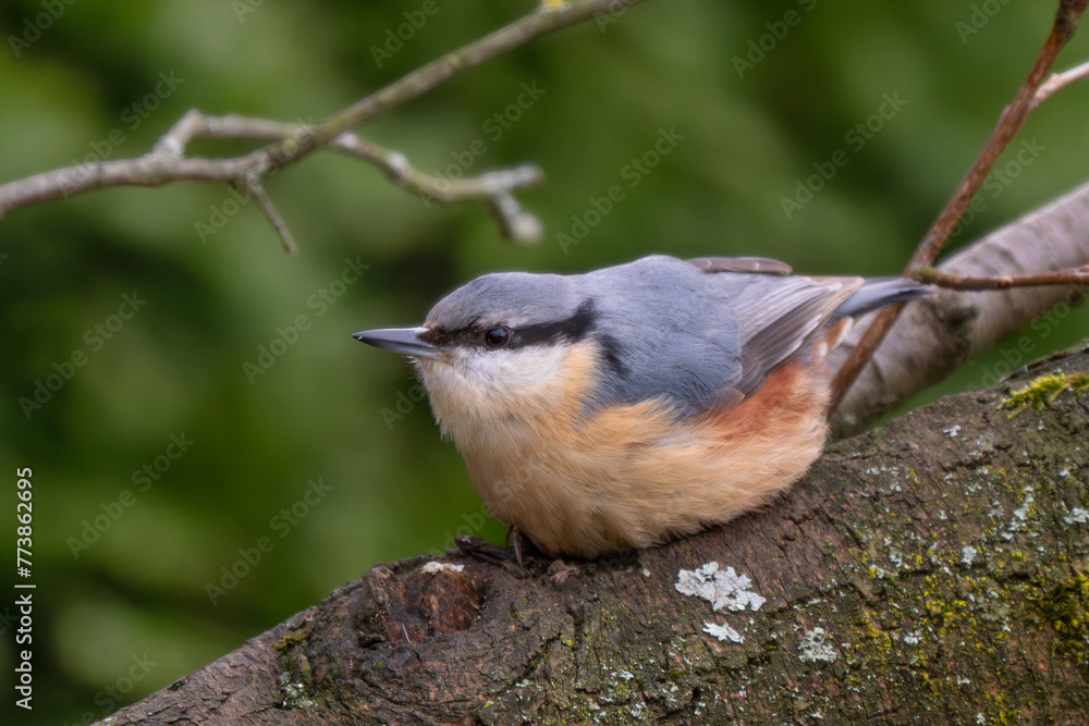 Fototapeta premium Wood Nuthatch - Sitta europaea, small beautiful perching bird from European forests and woodlands, Zlin, Czech Republic.
