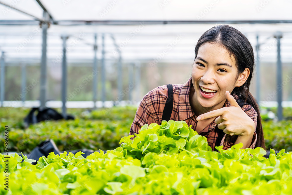 Portrait of young asian woman farmer on a hydroponic vegetable farm, Female smiles looking while harvesting vegetables from her hydroponic organic vegetable farm . Portrait of young asian woman farmer on a hydroponic vegetable farm, Female smiles looking while harvesting vegetables from her hydroponic organic vegetable farm .