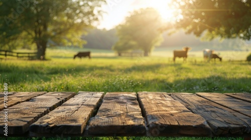 Wooden Table With Cows Grazing in Field