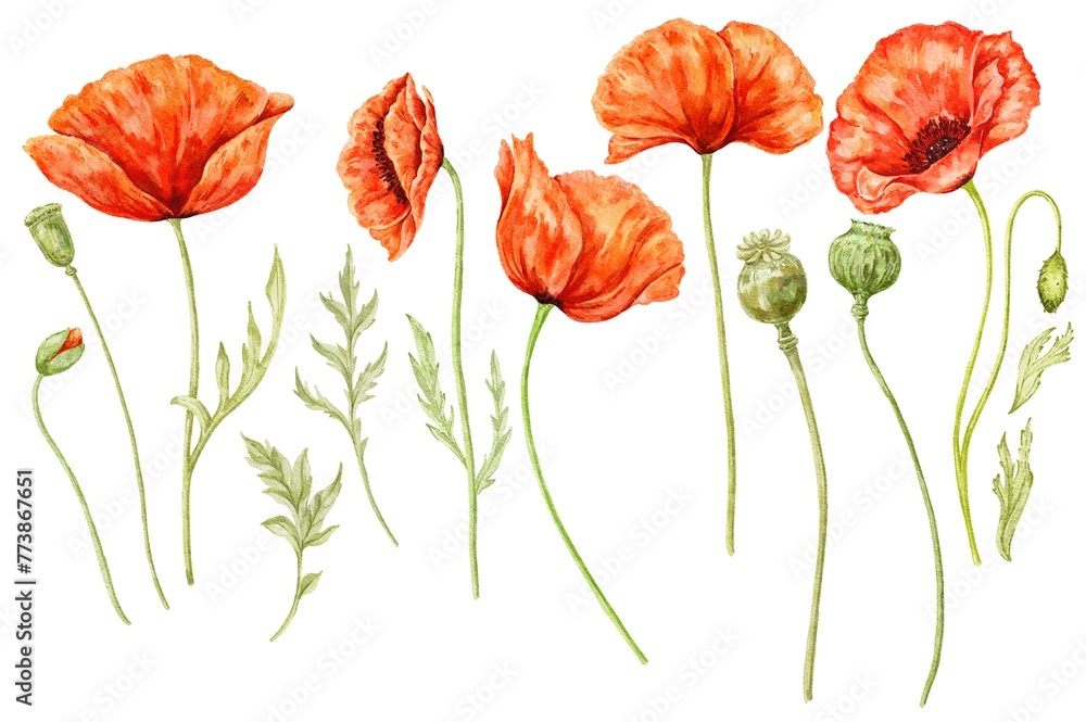 Naklejka premium Poppy flowers set botanical hand drawn illustration
