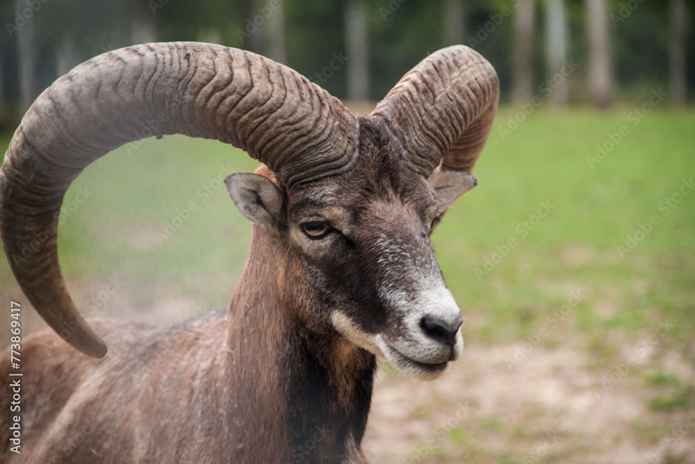 Fototapeta premium Bighorn sheep. Ovis canadensis. The wild nature