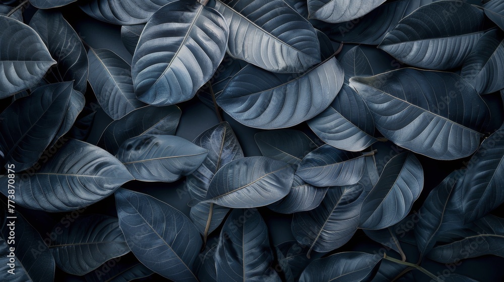 Obraz premium Monochrome Leaves in Nature
