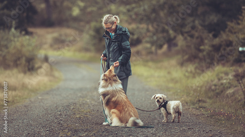 Mensch Frau mit 2 Hunden in Interaktion, Collie Langhaar sable und Malteser an der Leine im Herbst outdoor Var. 1